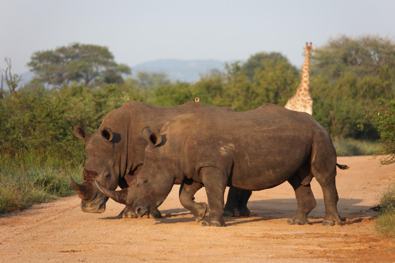 Rhino Ridge Safari Lodge KwaNompondo ภายนอก รูปภาพ