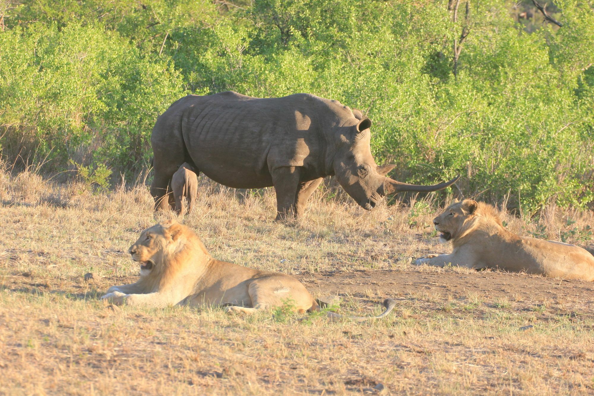 Rhino Ridge Safari Lodge KwaNompondo ภายนอก รูปภาพ